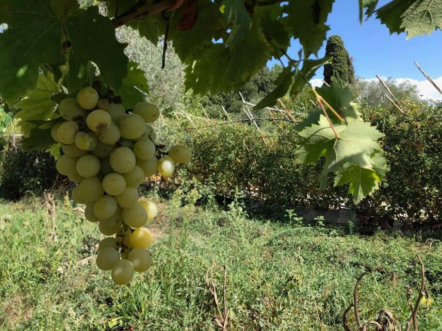 Вилла La Vigna Agriturismo Сиена Экстерьер фото
