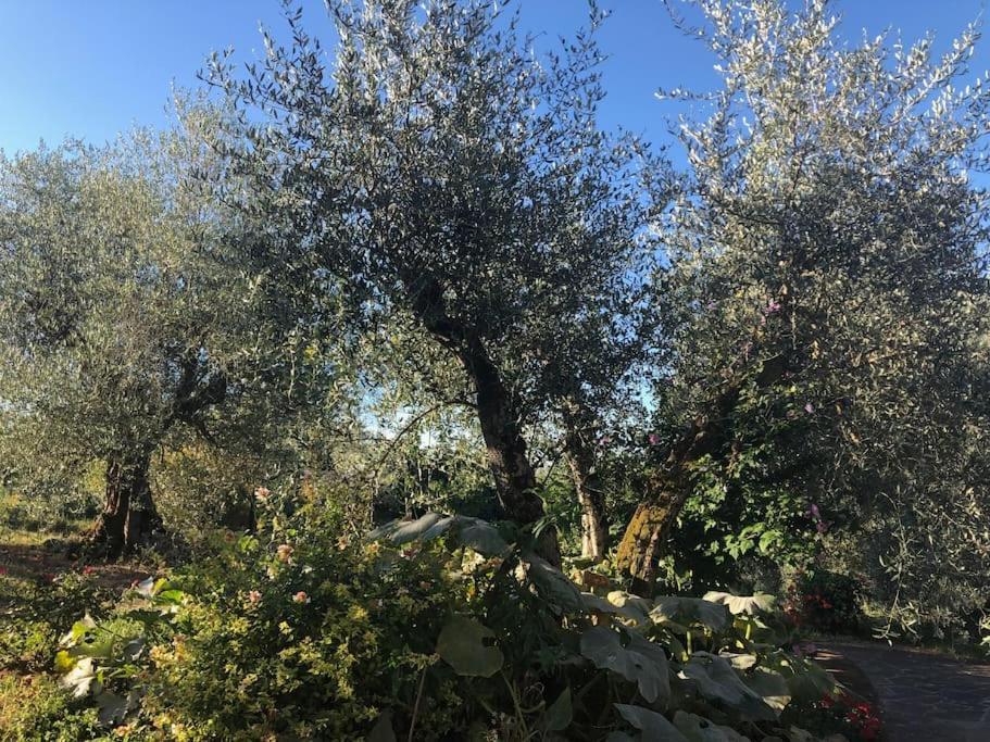 Вилла La Vigna Agriturismo Сиена Экстерьер фото