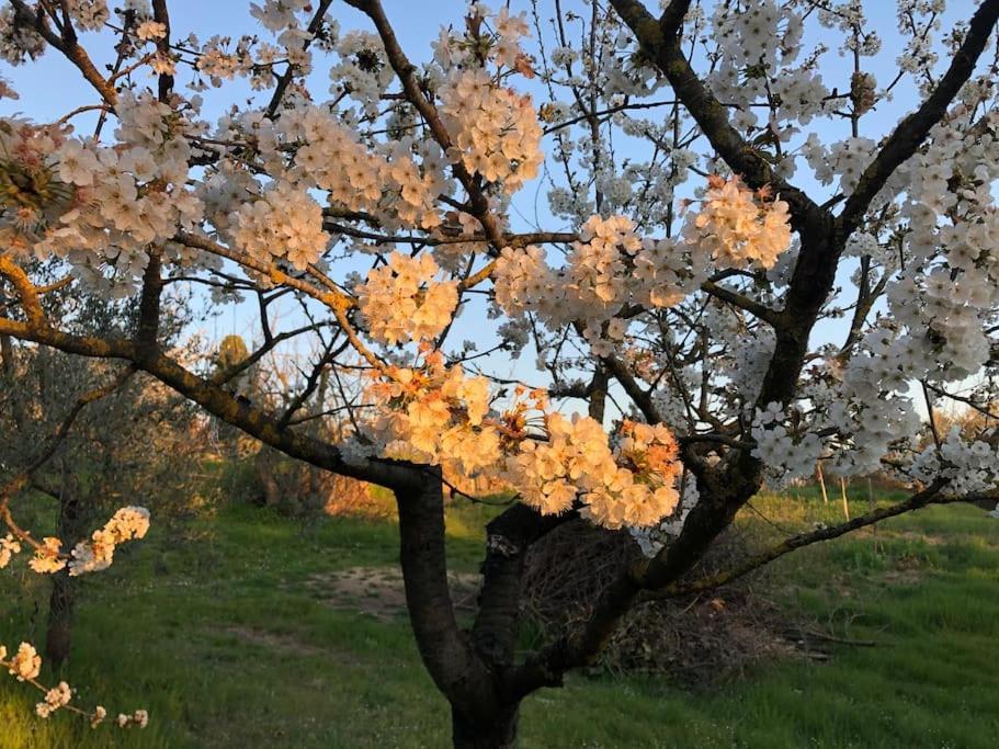 Вилла La Vigna Agriturismo Сиена Экстерьер фото